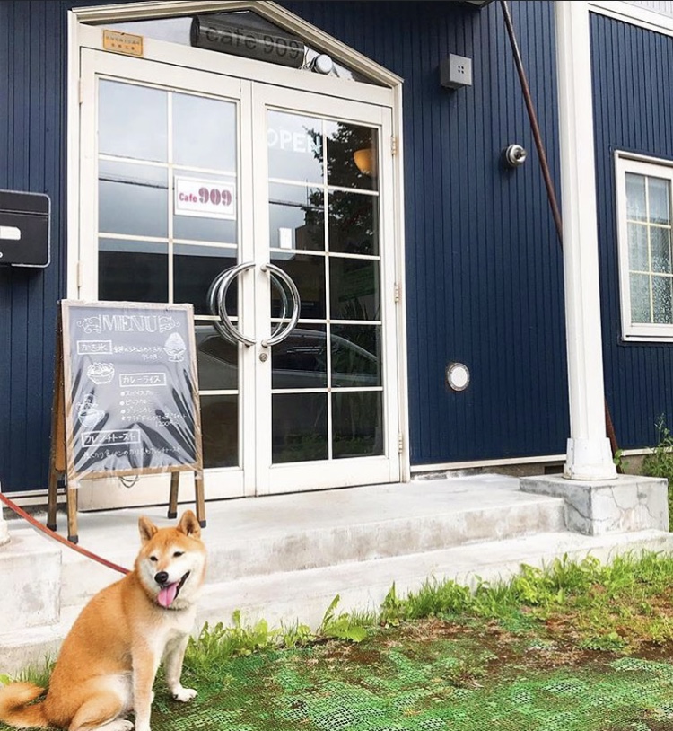 Dog in front of Cafe