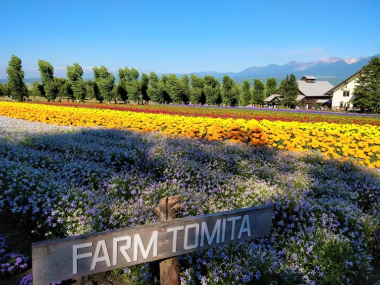 Farm Tomita in Furano, Hokkaido (Photo: Hokkaido Ski Club)