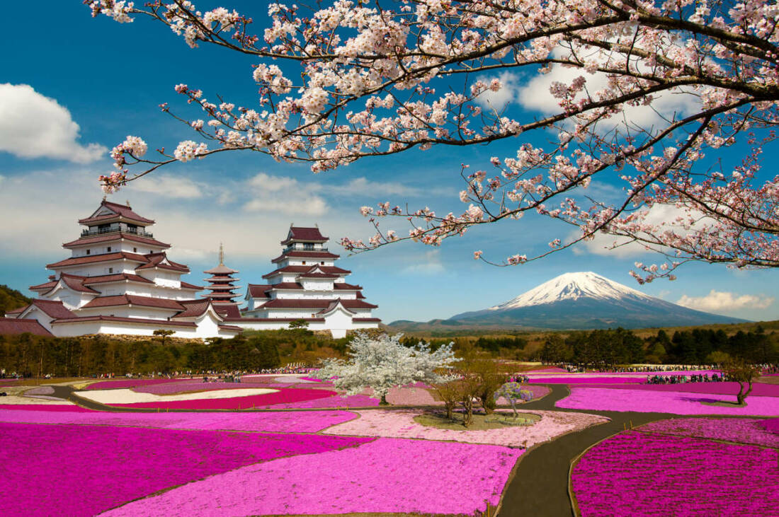 Stunning shot of shibazakura and snow-capped Mt. Fuji