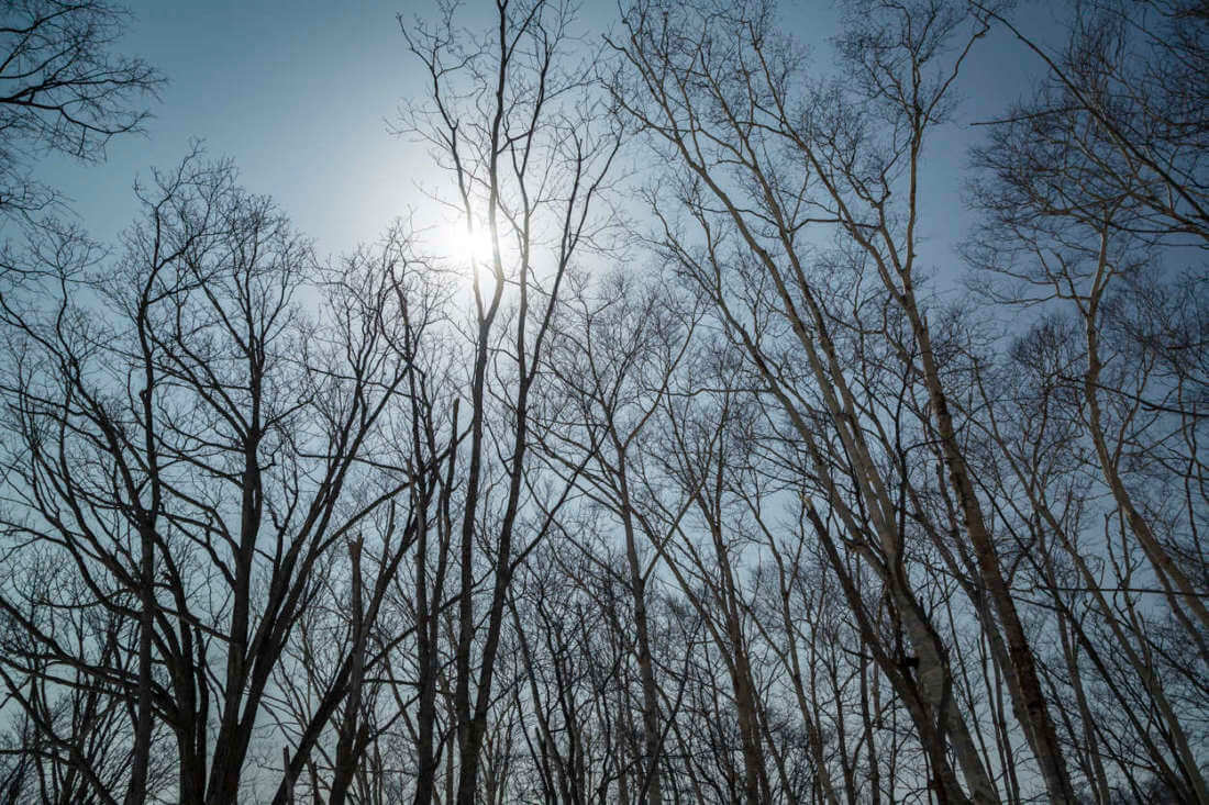 Birch trees in the spring sun
