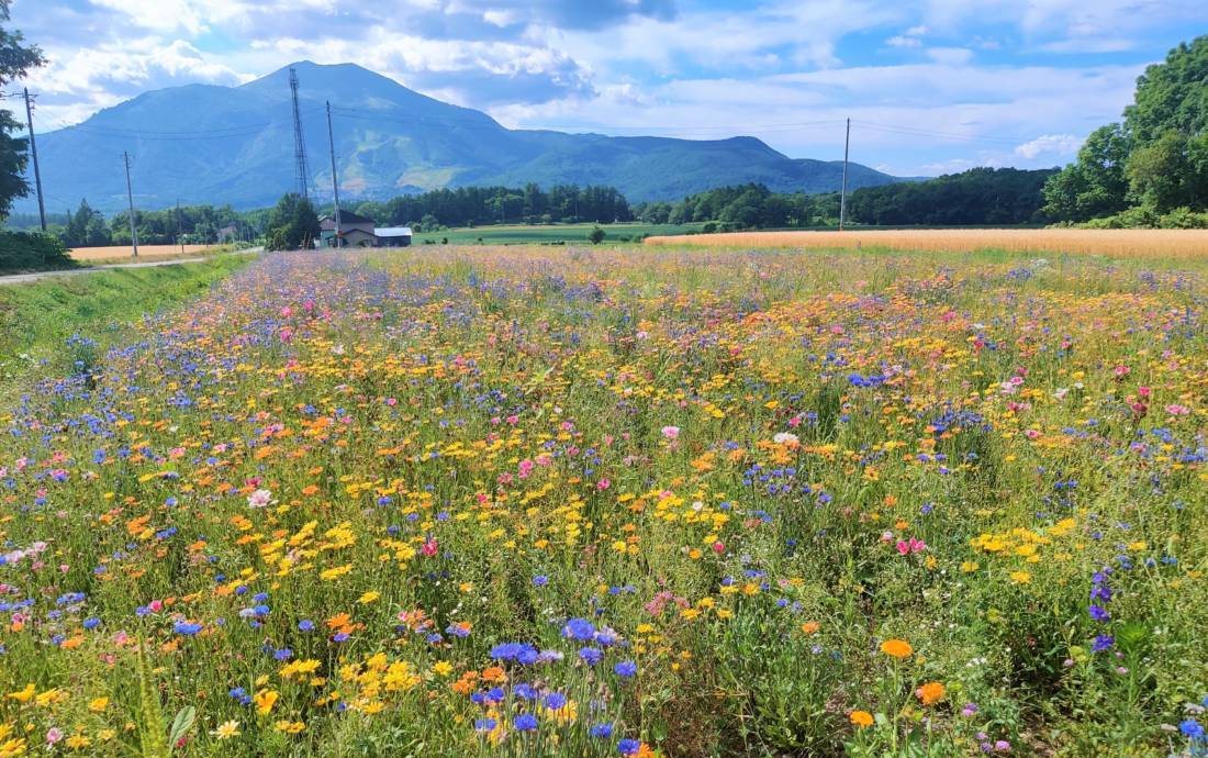 A wildflower field in Niseko